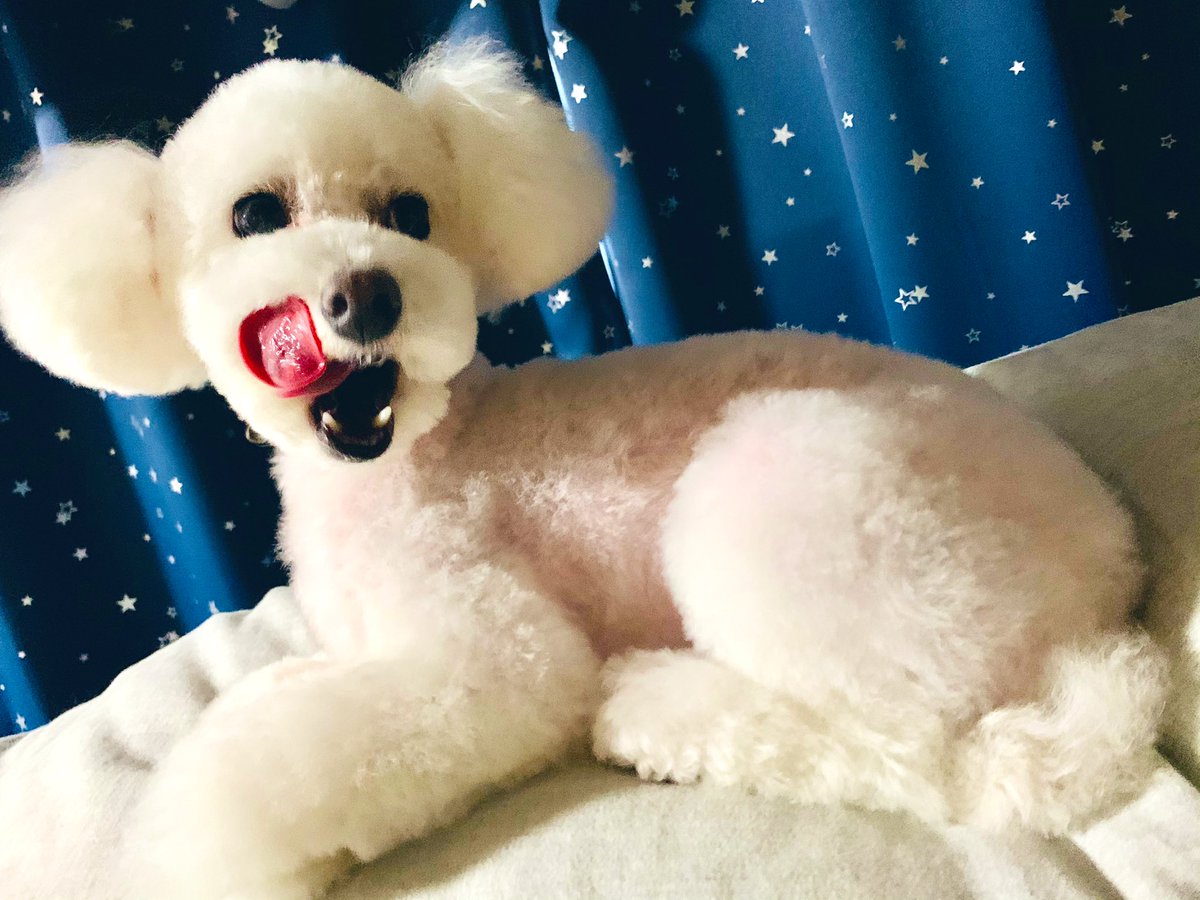 とうふちゃん على تويتر トリミングおわりっ とうふちゃん على تويتر トリミングおわりっ
