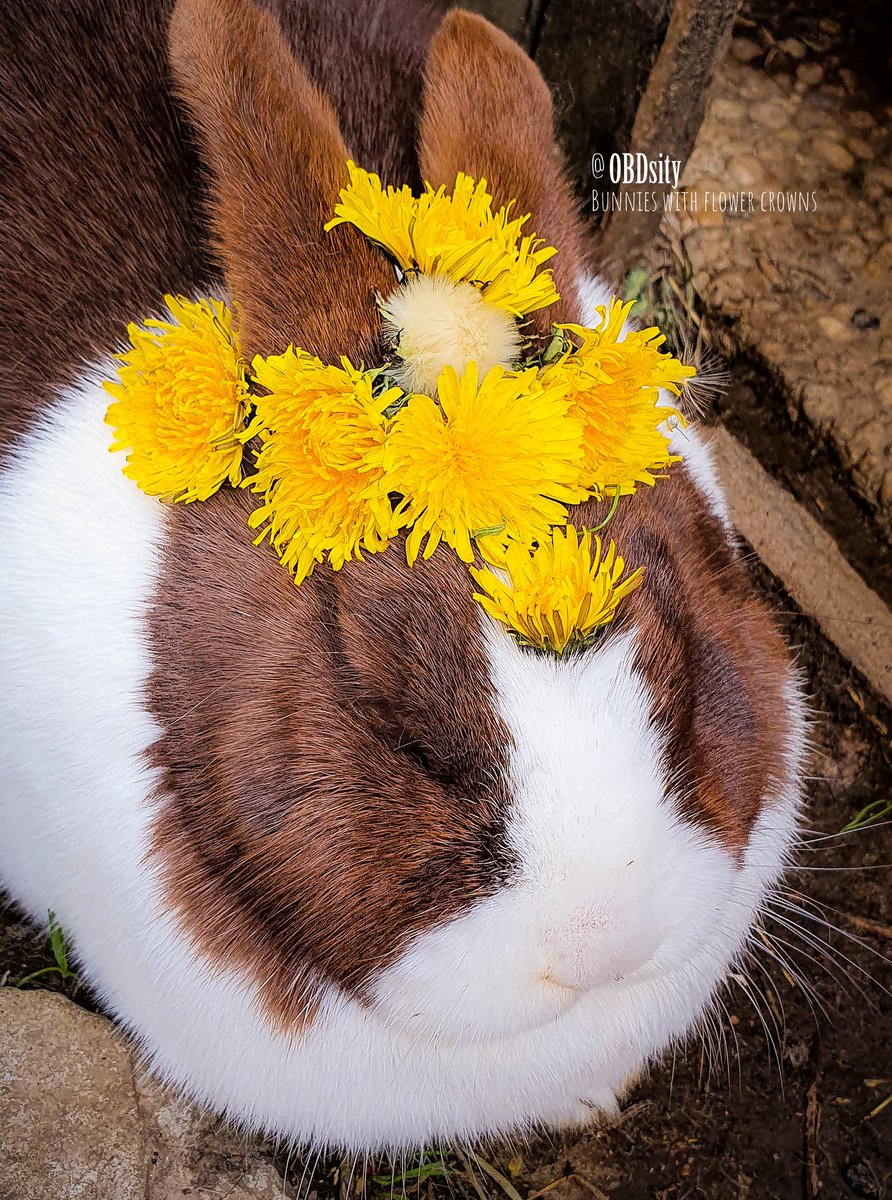 obdsity's tweet image. A happy (belated) Beltane from Flower Fini 🥰
🌻🌼🐰🌼🌻