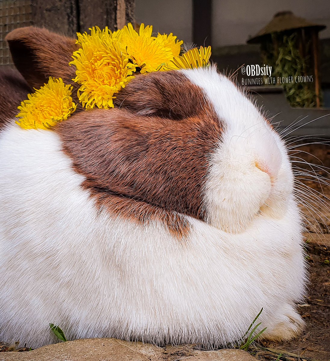 obdsity's tweet image. A happy (belated) Beltane from Flower Fini 🥰
🌻🌼🐰🌼🌻