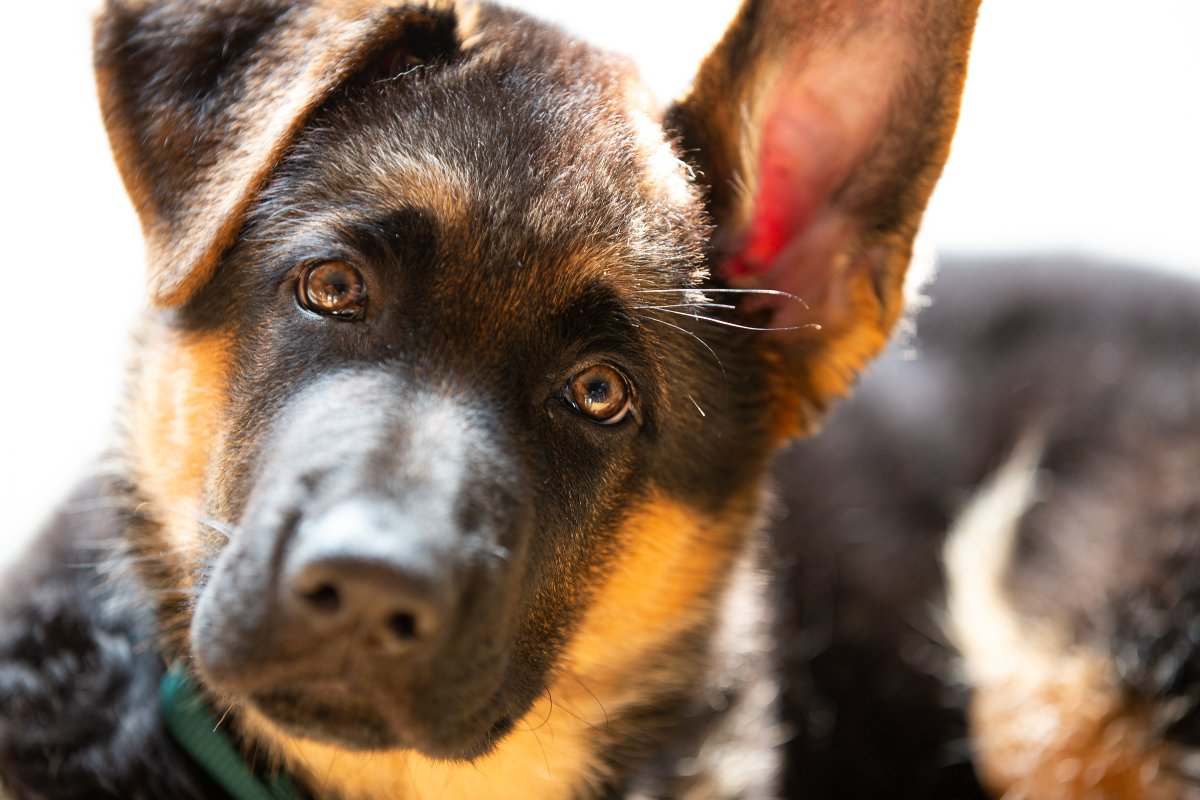 Happy Sunday. The sun is actually shinning, coffee was good, and pup only tried to eat my ankles twice.