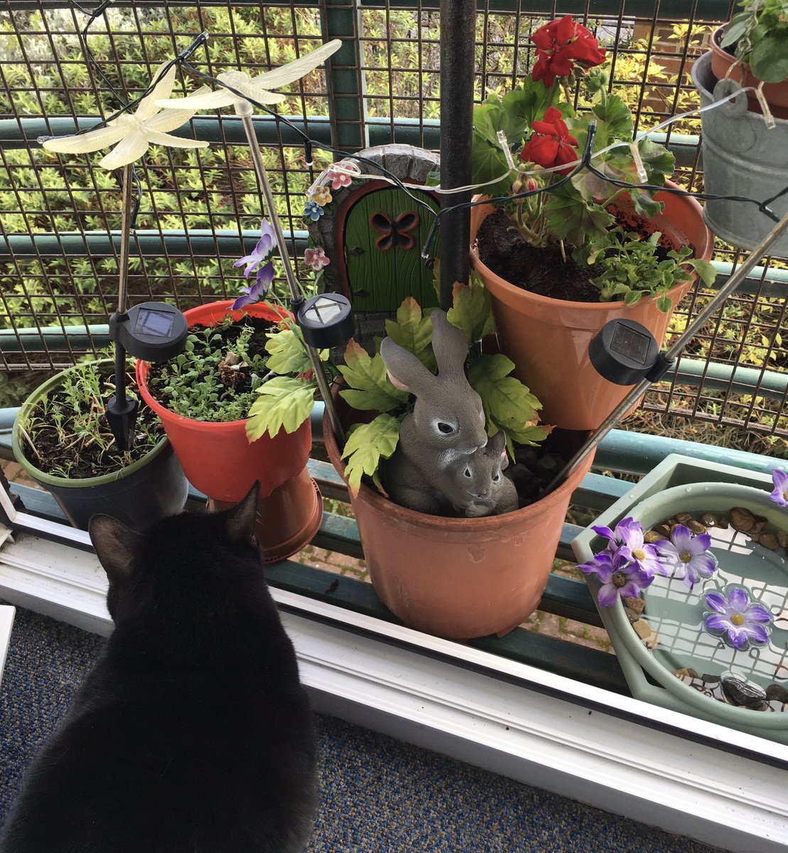 I've been zhuzhing up my balcony with the assistance if my little cat Bluebell AKA Nebbie McGee #cats #CatsOfTwitter #blackcats #gardening #peacefulpursuits #peace #haveagoodSunday