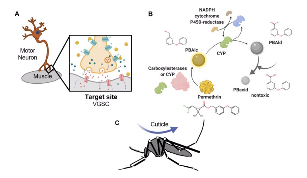 rubueno10's tweet image. 📝Excellent review to understand better #pyrethroid detoxification process in #mosquitoes; a very relevant issue to put some light into the #insecticides resistance (one of the most important challenges in #VectorControl programs)🦟 
📖 Black et al. (2021):mdpi.com/2075-4450/12/4…