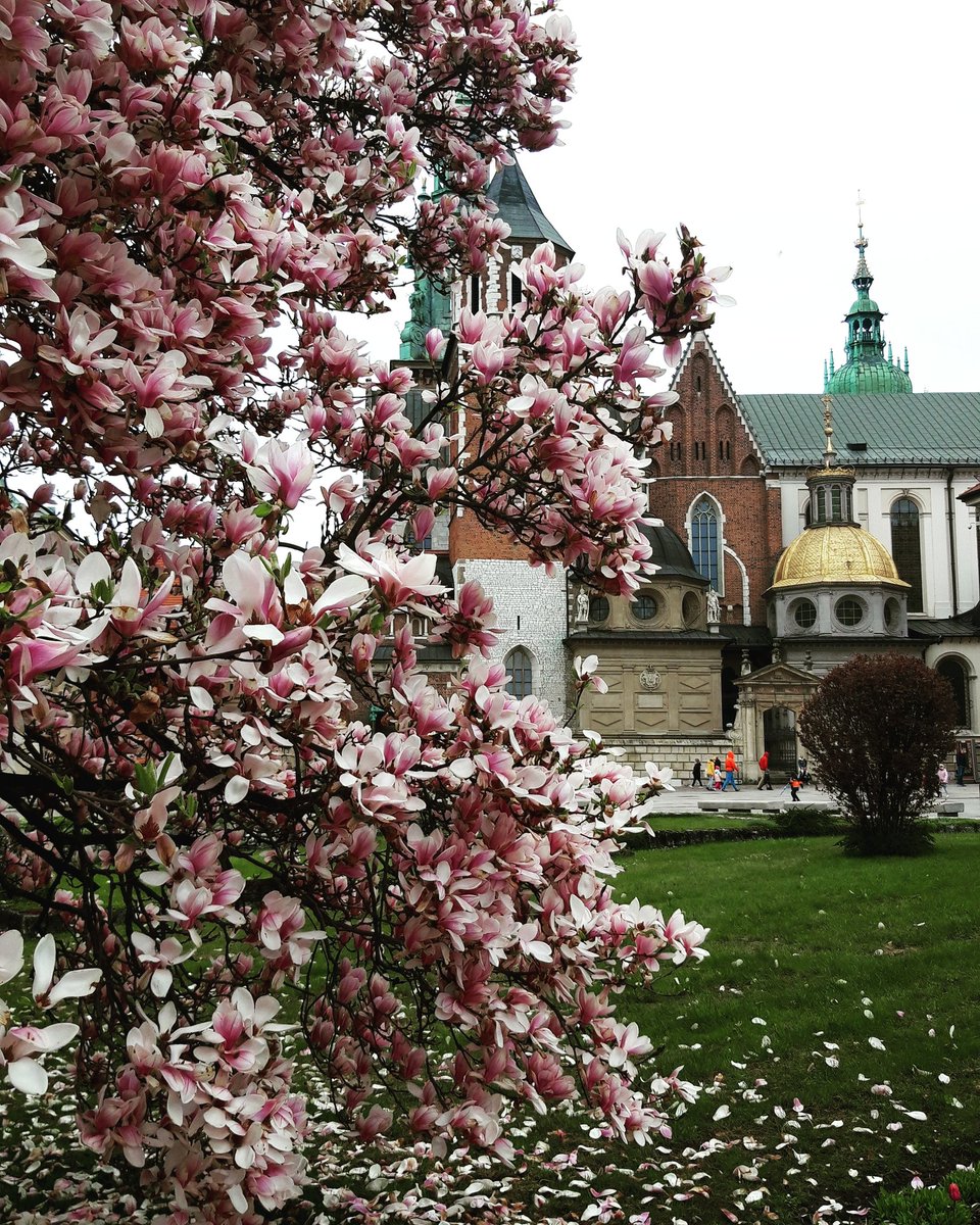 PLACES SPHERE: Wawel Hill in its spring's costume is awaiting for tourists to come!
#wawelhill #wawelcathedral #tourguidekrakow #sightseeingkrakow #citybreakkrakow