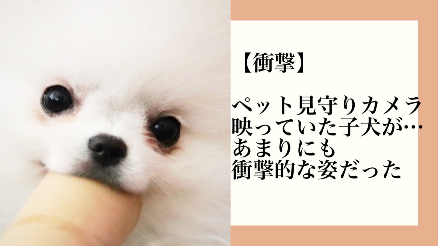 ユノ 極小ホワイトポメラニアン Tubuhcp2subh7f4 Twitter
