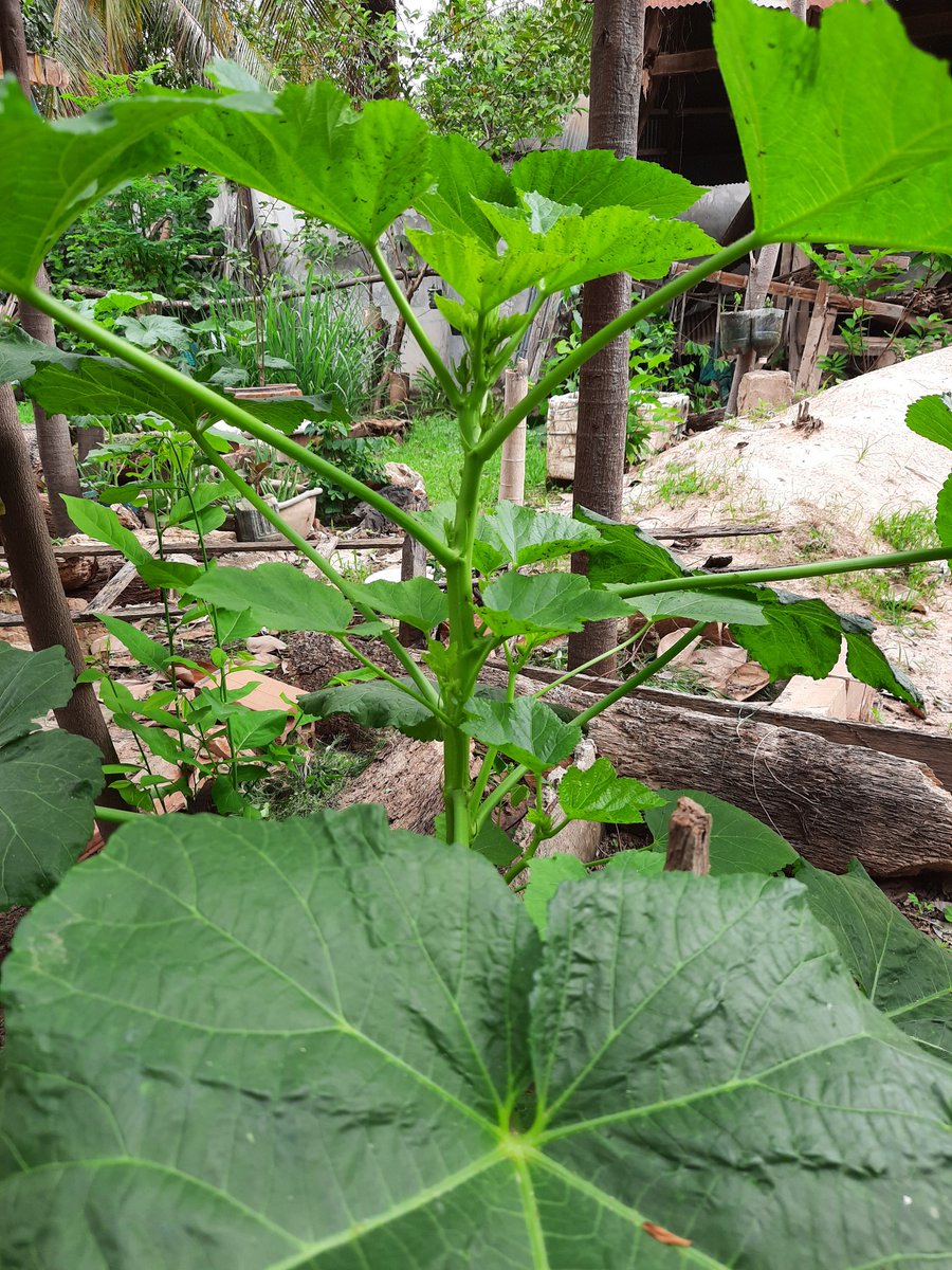 Bunsa Sean (@bunsasean) on Twitter photo 