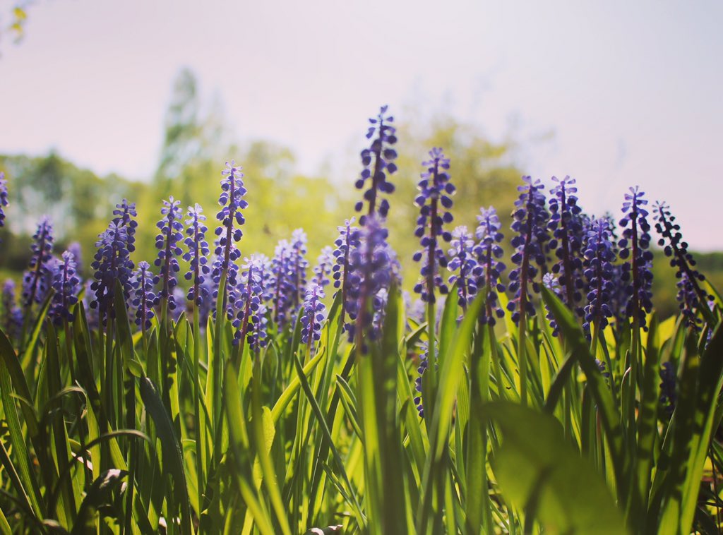 SaunaGoods's tweet photo. What of colors! 

#muscari #muscariarmeniacum #grapehyacinth #grapehyacinths #saunagoods #spring #herbs #herbalmedicine #sauna #saunas #whisk #saunaquast #saunavihta #saunavaasta #saunawhisk #saunavenik #organic #nature #healtylife #healthylifestyle #steambath #wellness #Latvia https://t.co/ya45HK7drp