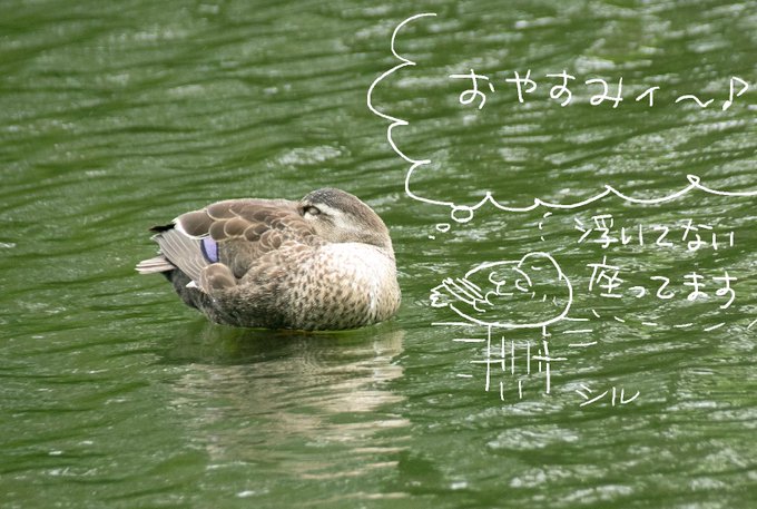 カルガモのtwitterイラスト検索結果 古い順