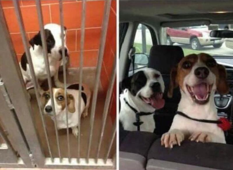 They have a good reason to be happy! 😍🤩🥰 #dogs #sundayvibes #SundayMorning #DogsofTwittter Finally Home: Tear-Jerking Stories of Dogs Adoption! 💕👇😍 galleries.toocool2betrue.com/happy-adopted-…