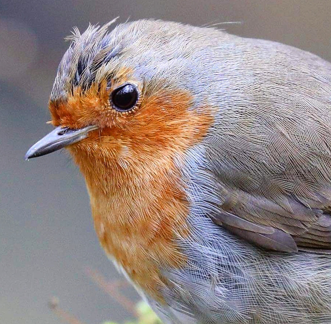 southern_wales's tweet photo. Did you get up early today to listen to the birds? It’s one of nature’s wonders – so get out today and enjoy the birds. Visit one of our country parks – @ParcSlipNR #cwmcarnforest @Parcbrynbach @Stay_at_DVCP #NewportWetlands or #GarnLakes
Photo by @bethanhumphreysphoto https://t.co/EbGCALdowD