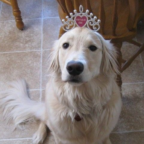 sam winchester as puppies (@puppiesammy) on Twitter photo 