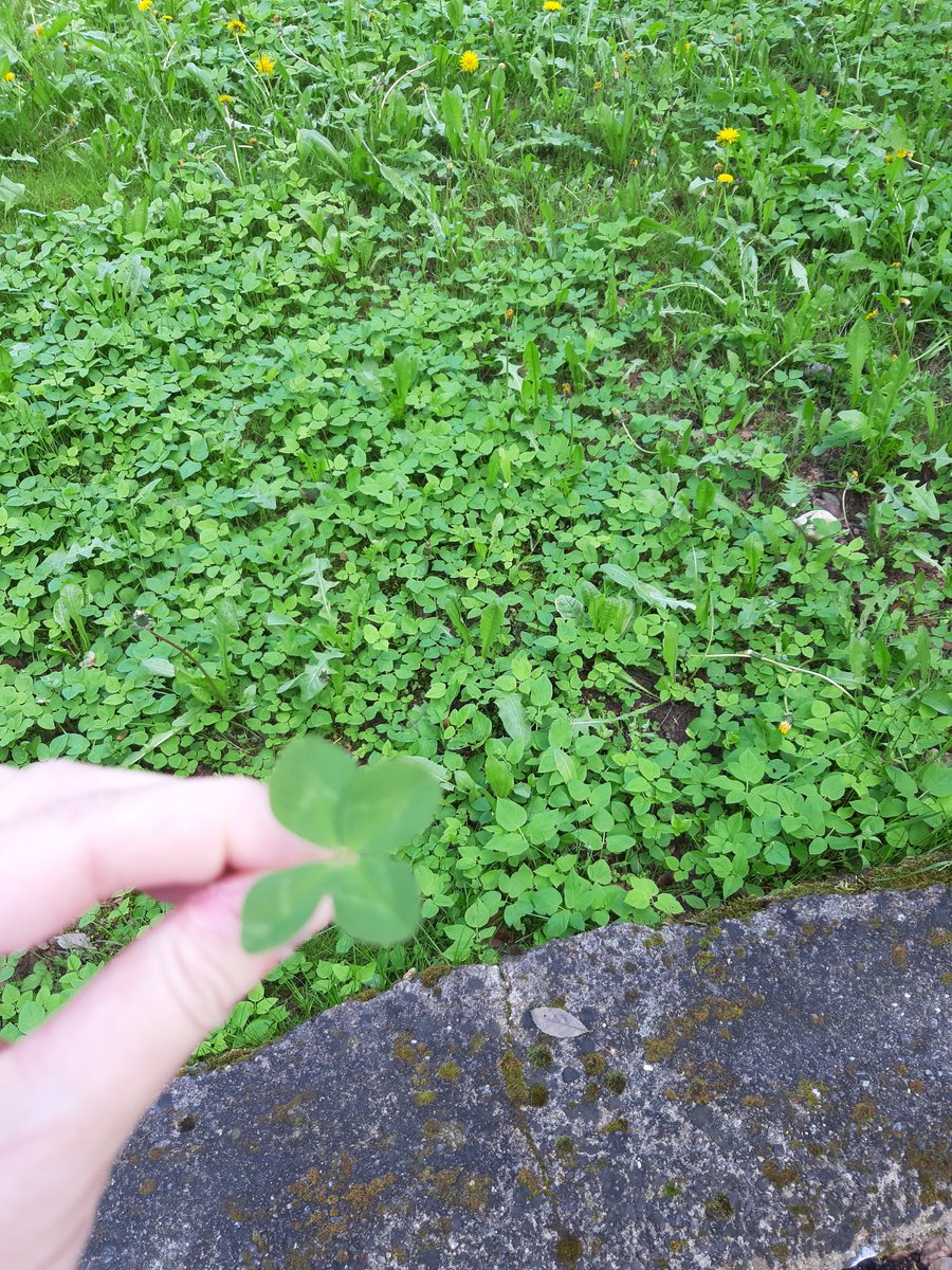 IleenElayne's tweet photo. I found a four-leaf clover. 
For you Tae! @bts_bighit @BTS_twt https://t.co/W8nmNCt4Ue