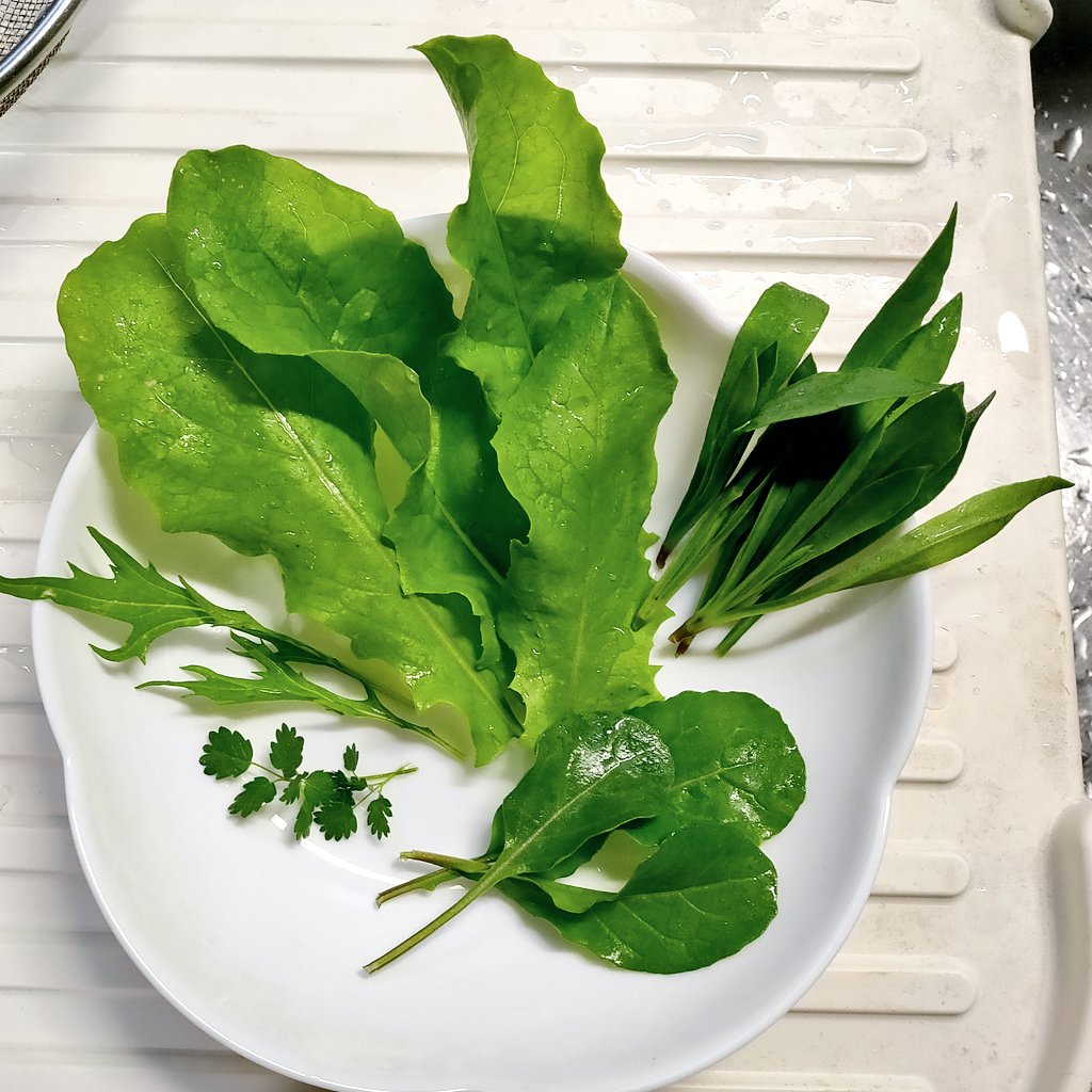 にゃごにゃ 春蒔き葉物野菜 今季初収穫です ａ菜 ストリドーロ ルッコラ サラダバーネット 水菜 せっかくですので自宅で採れた野菜で一皿盛りました サラダバーネットはキュウリの味というけれど うーん 笑 全部一緒に食べるとゴマ風味の