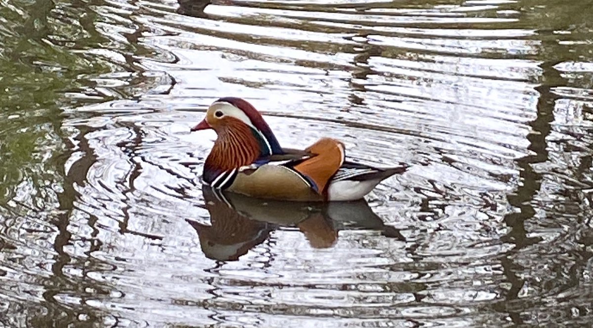 Ariane Todes tweet media