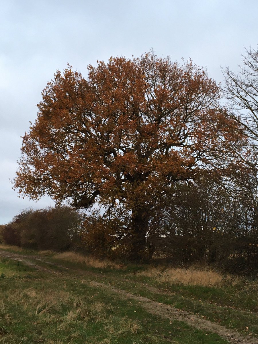Is it normal to scream, cry &amp; swear on dog walks? Every time I walk past this tree, I apologise for man’s failings. It stands there  so proud &amp; majestic not knowing that it’s fate is hanging in the balance. It breaks my heart. How can anyone take a chainsaw to a tree?? How?