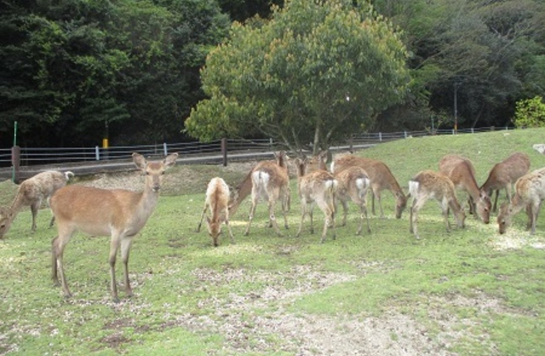 餌やり禁止 宮島の鹿と人間の共存の難しさ 広島県宮島 By 奈良に住んでみました