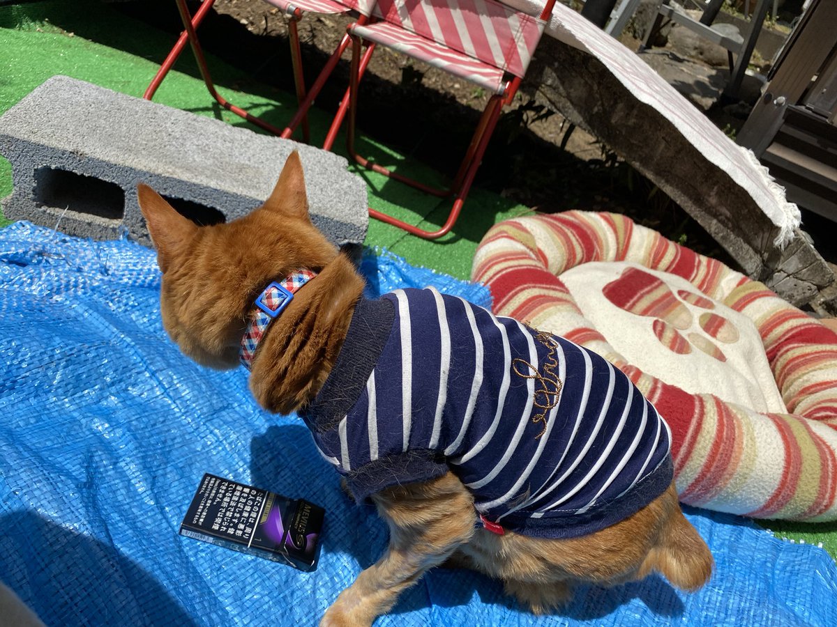 310yusei's tweet photo. #迷い猫 探してます。
伊豆の国市中條付近です。
4月28日から帰ってこなくなってしまいました。
写真の服と首輪をしています
見かけた方ご連絡頂ければ幸いです。 https://t.co/XW5lxXg2Au