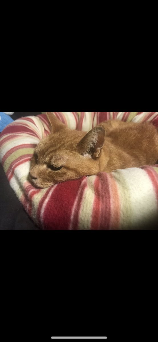 310yusei's tweet photo. #迷い猫 探してます。
伊豆の国市中條付近です。
4月28日から帰ってこなくなってしまいました。
写真の服と首輪をしています
見かけた方ご連絡頂ければ幸いです。 https://t.co/XW5lxXg2Au