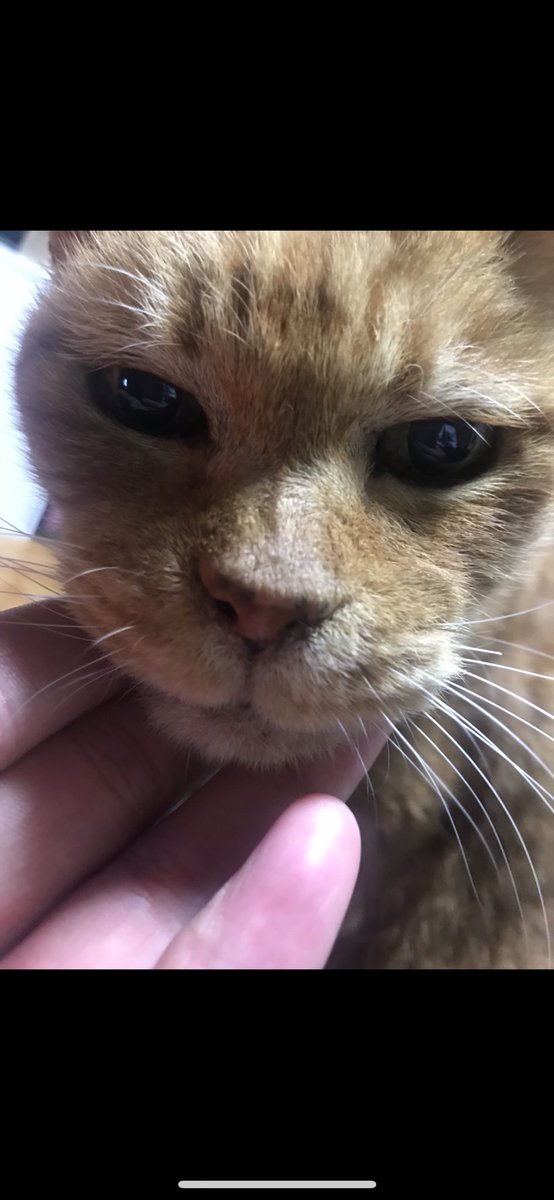 310yusei's tweet photo. #迷い猫 探してます。
伊豆の国市中條付近です。
4月28日から帰ってこなくなってしまいました。
写真の服と首輪をしています
見かけた方ご連絡頂ければ幸いです。 https://t.co/XW5lxXg2Au