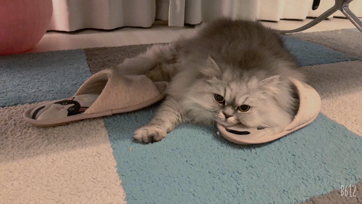 ママの事そんなに好き❓
スリッパにベッタリして〜🤣笑笑
#猫好きと繋がりたい 
#猫のいる幸せ 
#猫のいる暮らし
#猫
#ねこじかん
#エキゾチックロングヘア