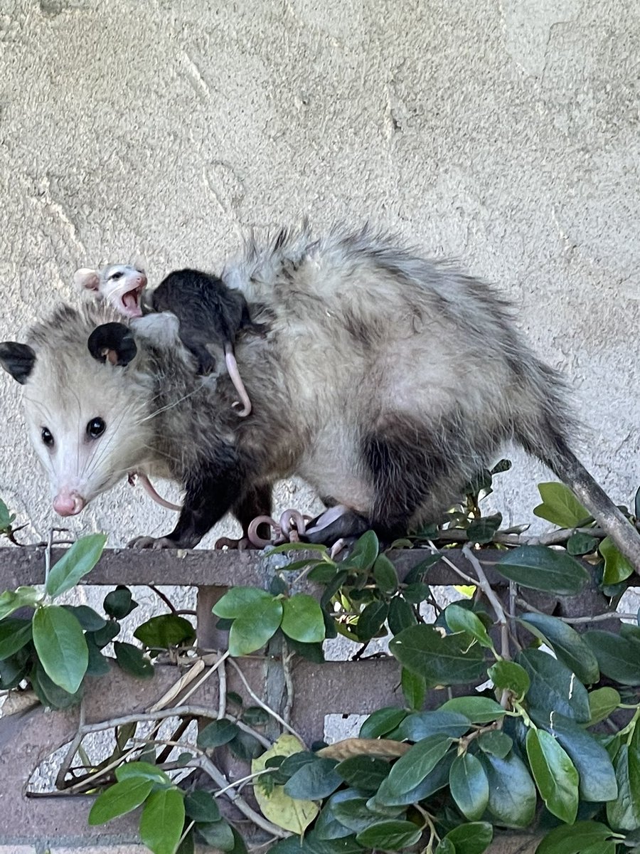 PossumEveryHour's tweet image. 