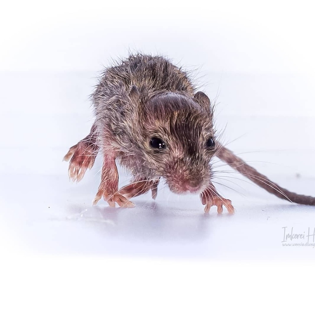 DavidHablutzel's tweet image. Eine handzahme Hausmaus
****************************
umsiedlungen.ch 
****************************
#macrofreaks #insta_macro #macro_turkey #insectguru #insects_of_our_world #macro_secrets #macrophotos #insectsofinstagram #beautiful_insects_japan … instagr.am/p/COXnNhwn4tH/