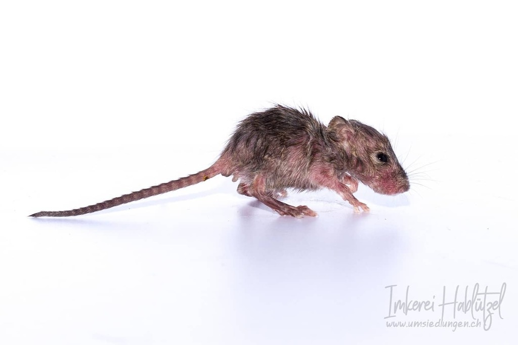 DavidHablutzel's tweet image. Eine handzahme Hausmaus
****************************
umsiedlungen.ch 
****************************
#macrofreaks #insta_macro #macro_turkey #insectguru #insects_of_our_world #macro_secrets #macrophotos #insectsofinstagram #beautiful_insects_japan … instagr.am/p/COXnUEfnmOQ/