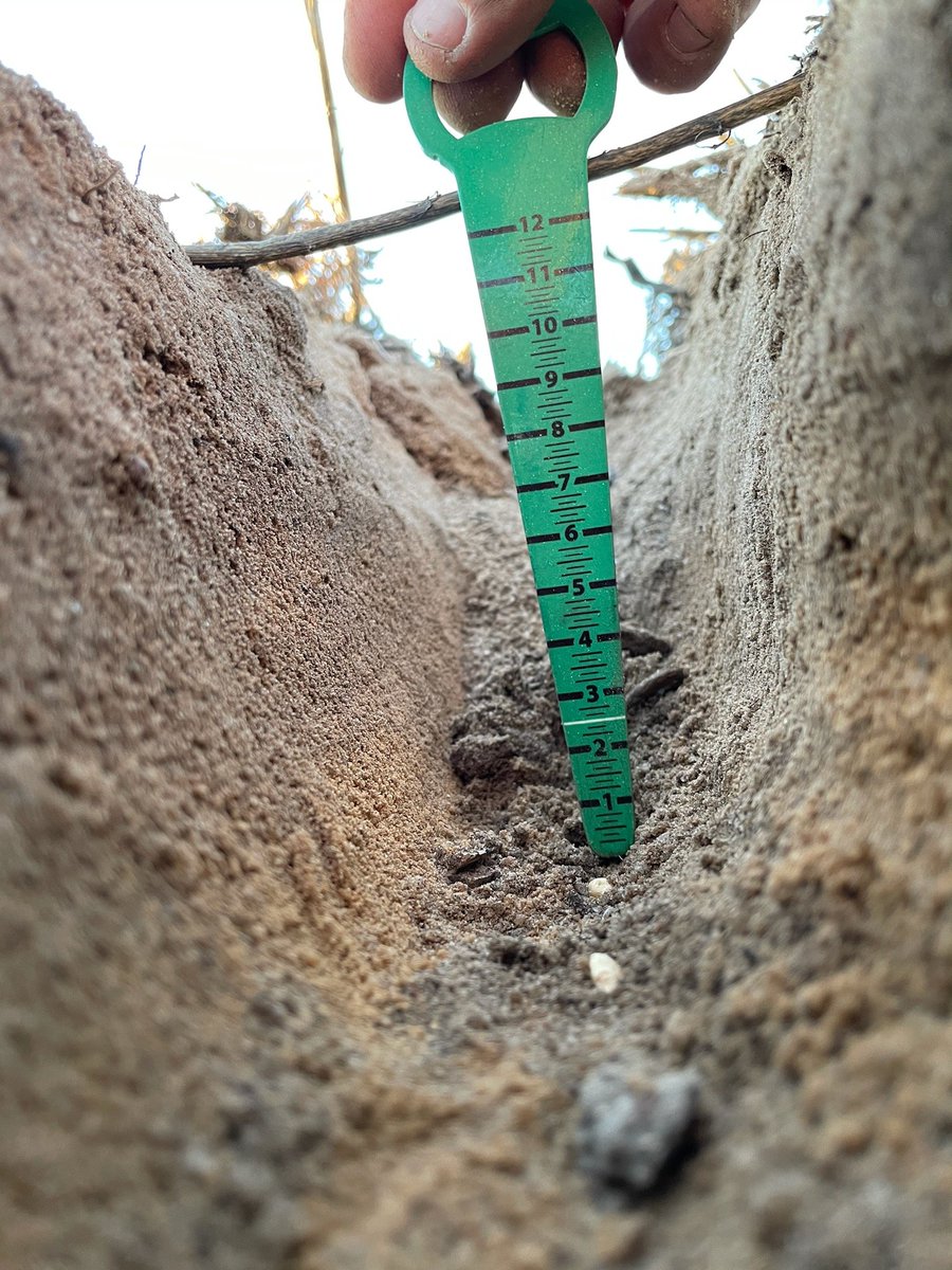 SLR_Agriculture's tweet photo. WA Long coleoptile sites spread far and wide. Sun sets never get old.
✅ Holt Rock
▪️Shallow at 30mm
▪️Deep at 125mm
▪️Moisture through profile with rain to come 🤞
@rebetzke_0 @CSIRO @theGRDC @MikeLamondSLR @byron_milne
@joel_lancaster
#deepseeding #boutique https://t.co/JlvGK6ryk3