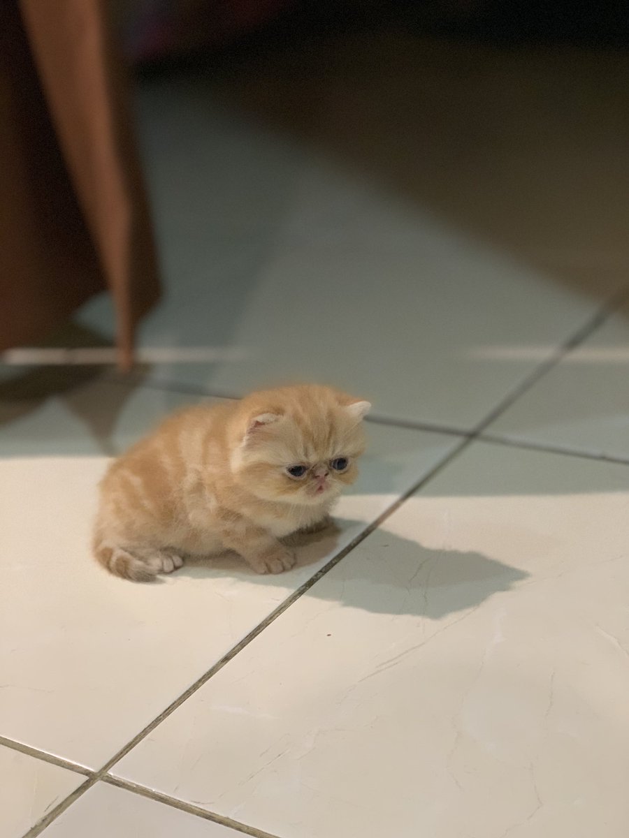 Kevindva's tweet photo. @ZOO_FESS Selang beberapa minggu kepala udah segera bola kasti https://t.co/EzHMXAbTPV