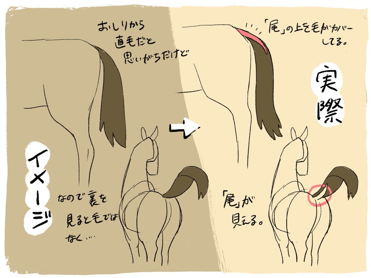 言われてみればそうだよな 馬の尻尾は 毛だけでできてる と思われがちだけど実際にはちょっと違っていた Togetter 言われてみればそうだよな 馬の尻尾は 毛だけでできてる と思われがちだけど実際にはちょっと違っていた Togetter