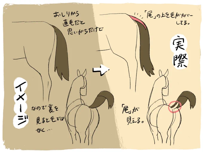 最近まで地味に知らなかった馬の尻尾🐴 