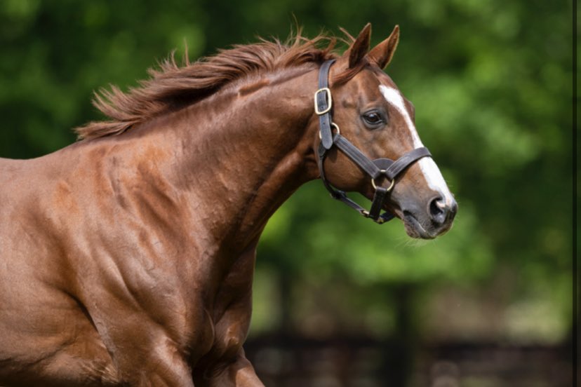 ‼️ First British runner is a winner for Decorated Knight ‼️ 
Royal Ascot likely to be next for Silver Bullet Lady! 

Read more on our site | Blue Diamond Stud bluediamondstud.co.uk/first-runner-a…