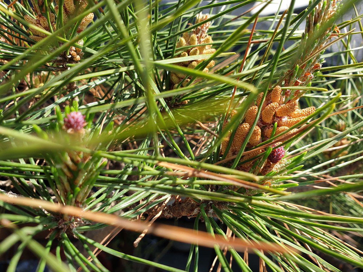 소나무에 꽃이 피었네요