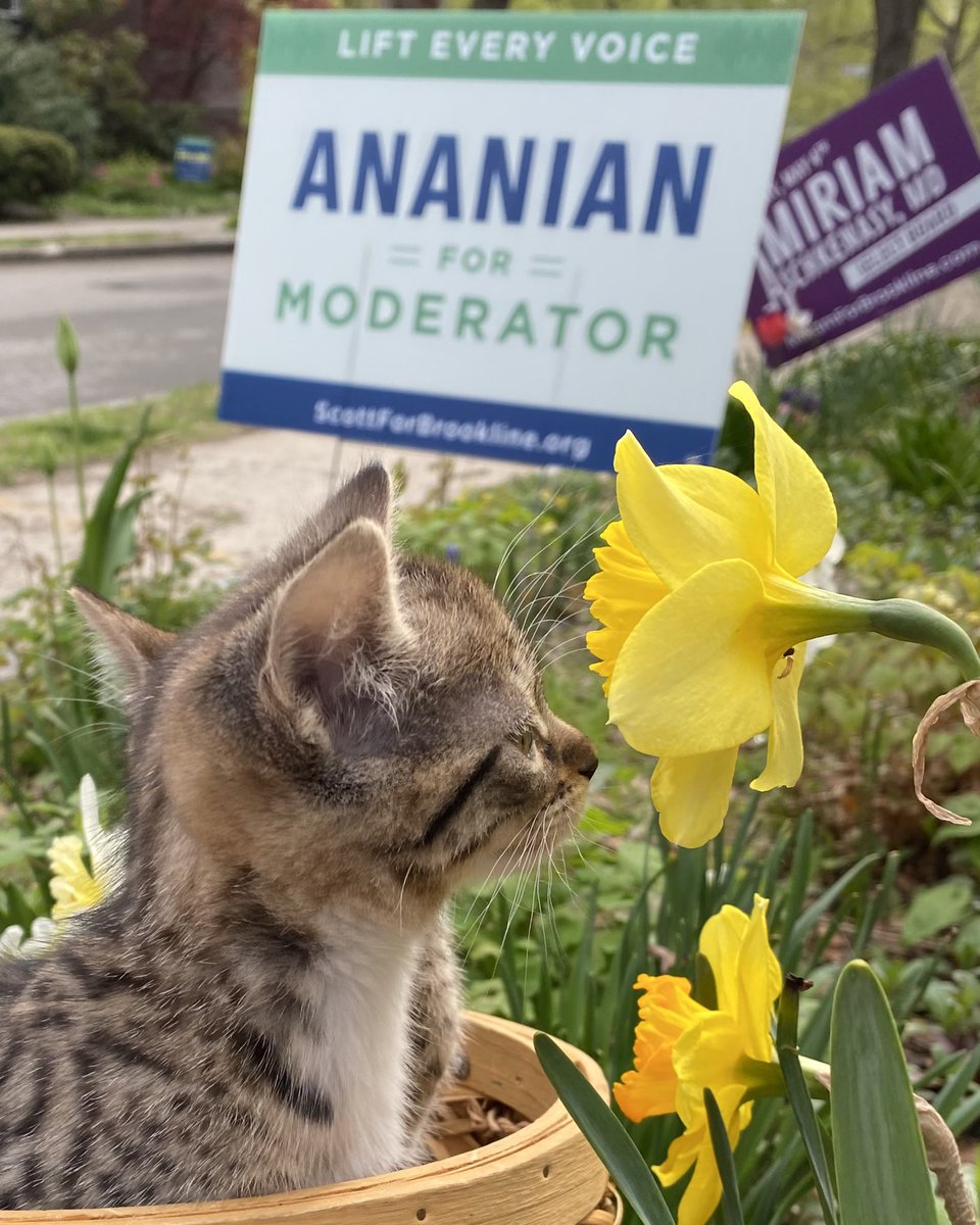 arielmaddocks's tweet image. Excited to vote for leaders who will be such positive influences in Brookline when I vote @cscottnet for Moderator, @Miriam4Bkline for Select Board and @ZoeforBrookline for Select Board.