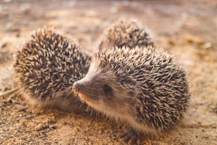  #Hedgehogs fact #1A group of hedgehogs is called an 'array'. But it doesn't come up much, since hedgehogs are solitary creatures who usually come together only to mate.