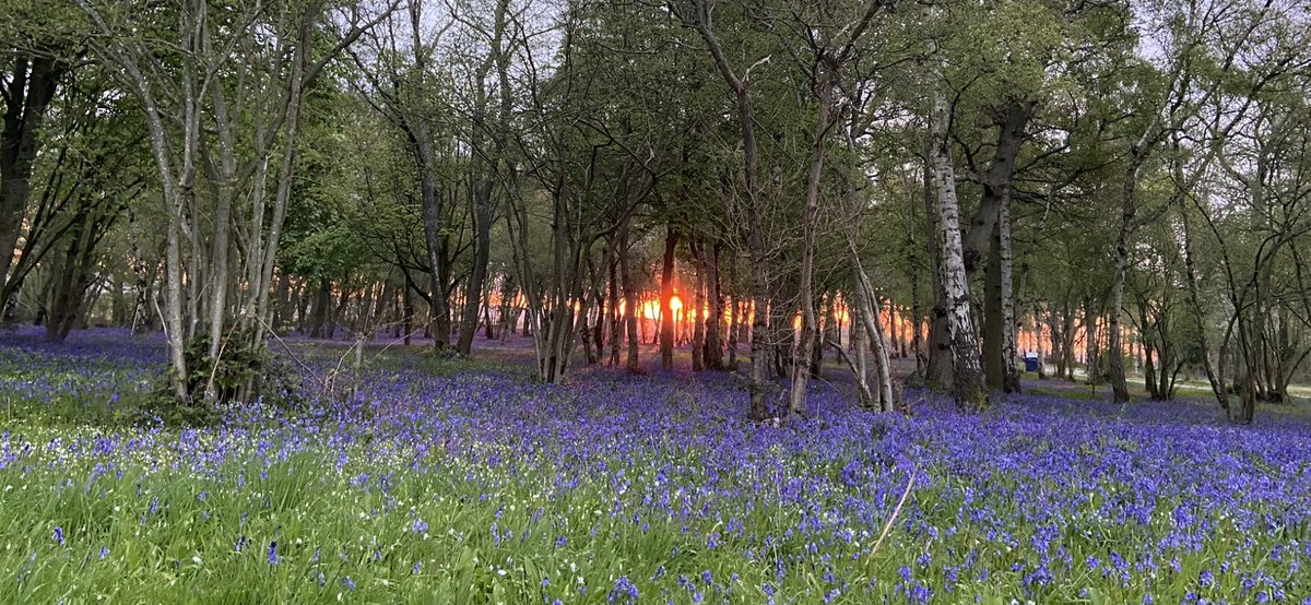 Pangbourne college bluebells at sunrise. One of the benefits of getting to work early.