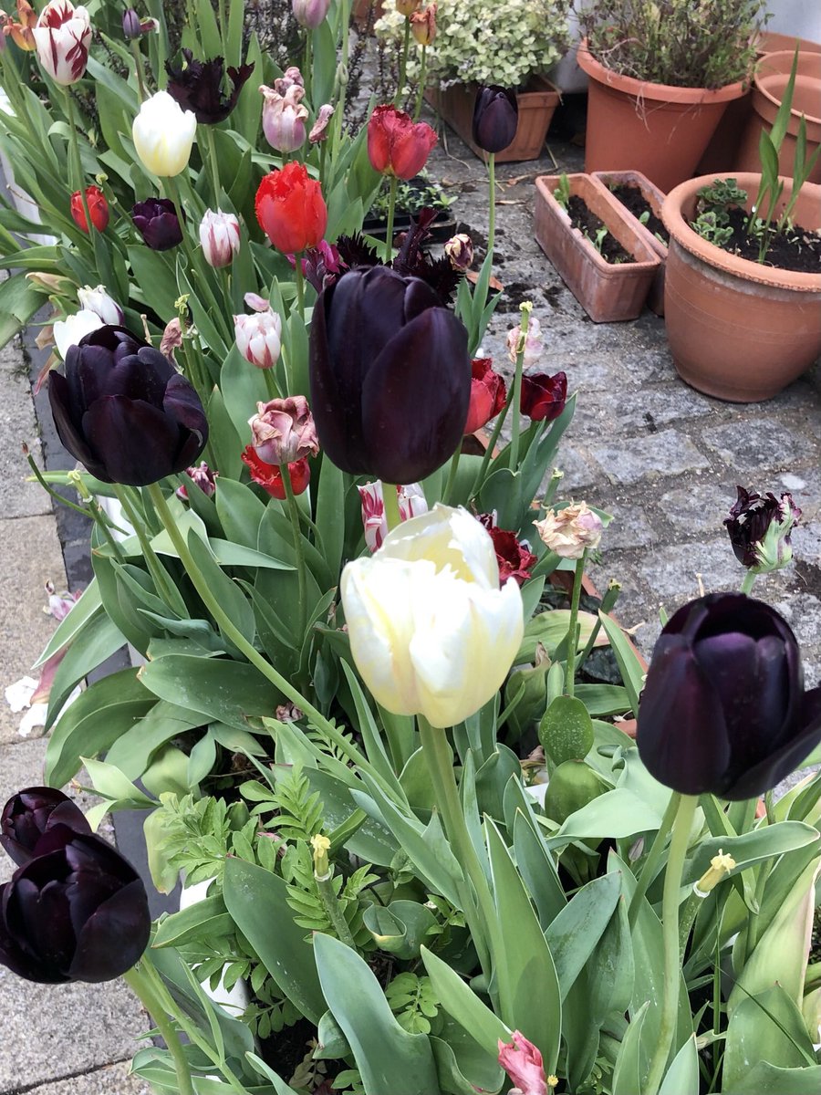 DanRunning's tweet image. I’m all about the Tulip this May
