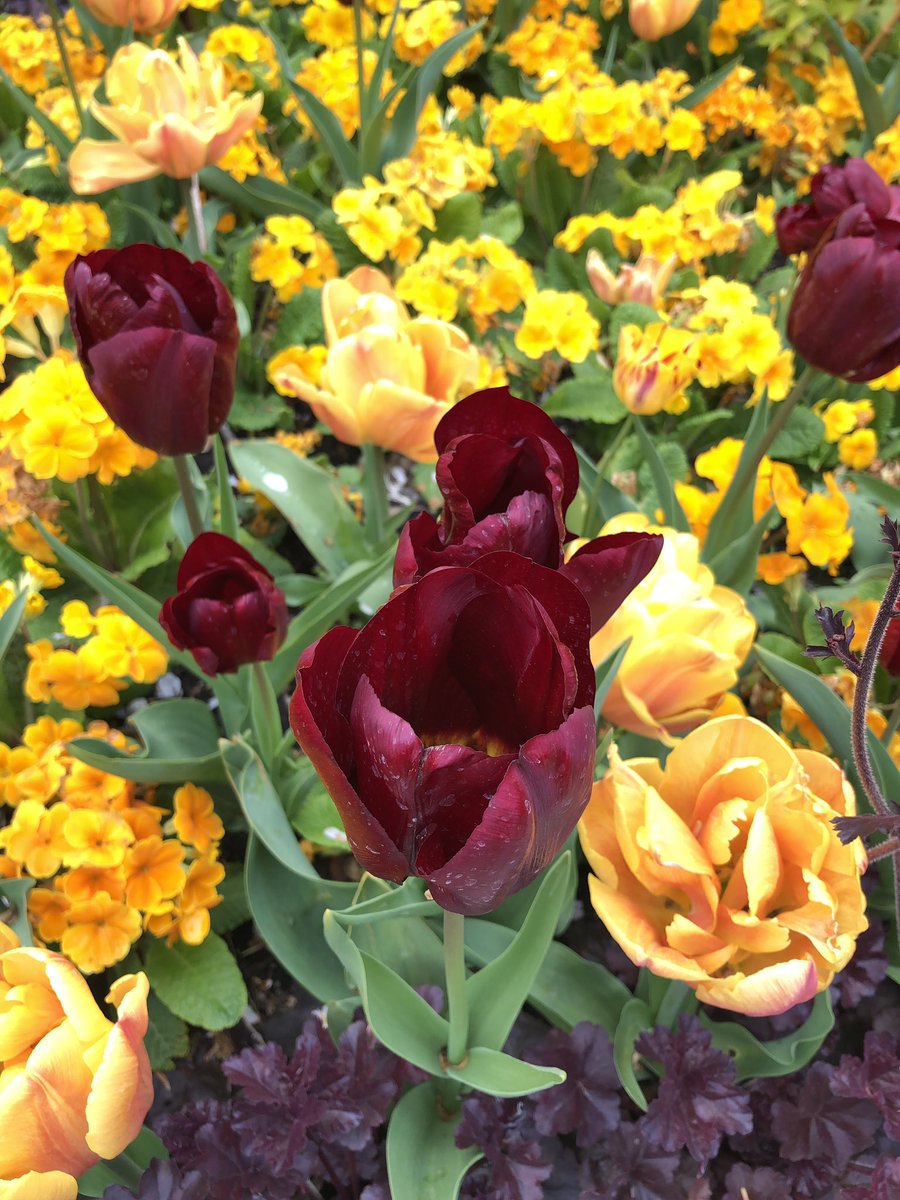 DanRunning's tweet image. I’m all about the Tulip this May