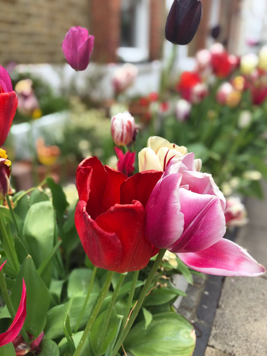 DanRunning's tweet image. I’m all about the Tulip this May