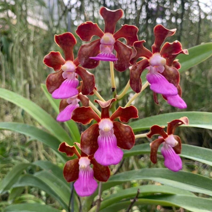 May in Your Orchid Collection #motesorchids #orchids conta.cc/3nH5AIf