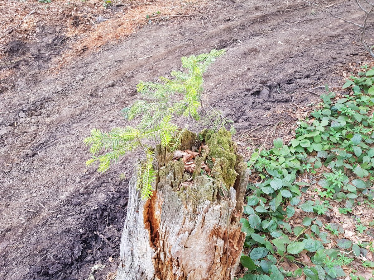 Bir ağaç düşünün; ölürken bile #geleceğenefes oluyor.🌱