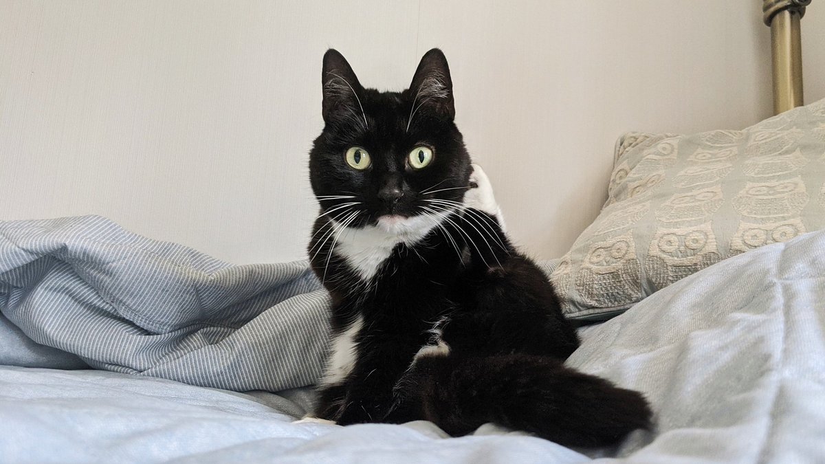 CuriousZelda's tweet photo. Hello,
Is it flea you're looking for? https://t.co/EYWrCGKVeb