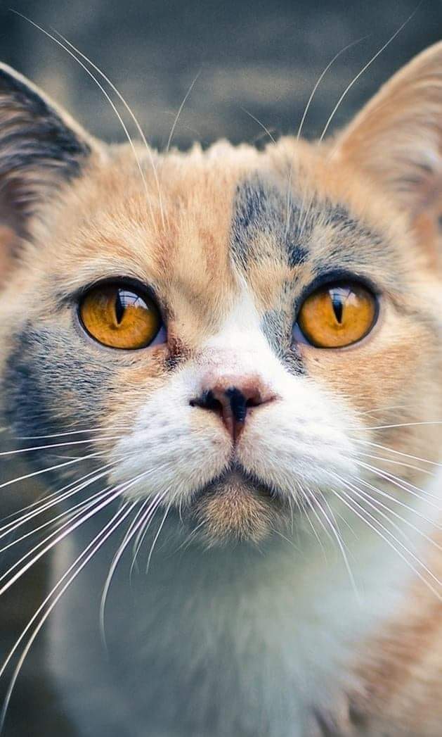 PinkPooches's tweet photo. 😍🐱 https://t.co/AkLzNDAU7O