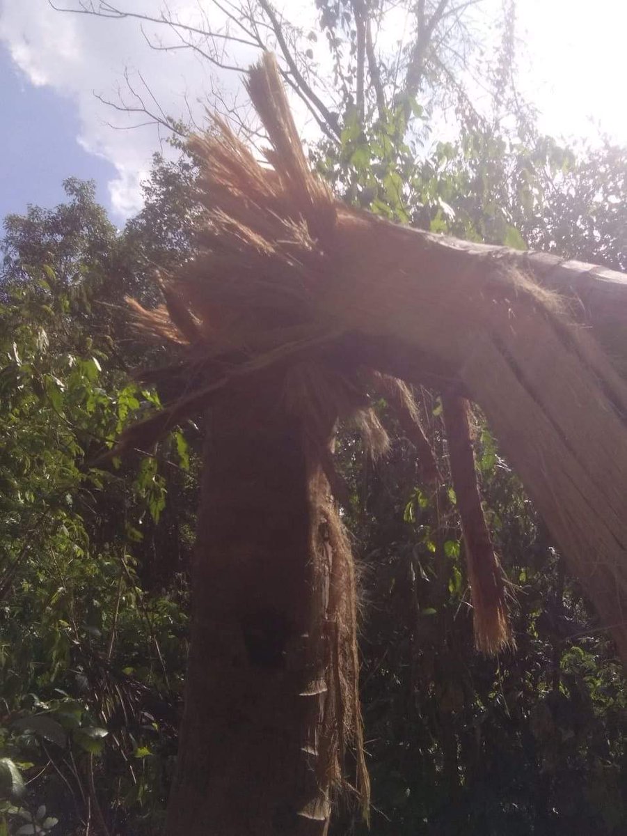 MilkTeaMM_MTAM's tweet photo. The terrorists military council has announced a one-month ceasefire from May 1 to 31, but only yesterday, May 1, at 12:30 p.m., four artillery shells were fired from KhaMaYa 434 Battalion based in #Papun to Kalaw Htat and Nolaw Suu villages.
#May2Coup
#WhatsHappeningInMyanmar https://t.co/Lq8NN4fak7