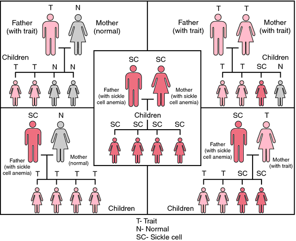 GhesheS's tweet photo. #HealthTips: GENOTYPE COMPATIBILITY
The @AUNigeria published information on #GenotypeCompatibility is vital before one gets too committed to a would-be life partner. Check if your #genotypes are compatible. Let all schools, parents, caregivers educate their children/wards. RTπ https://t.co/AxjFhwy9gE