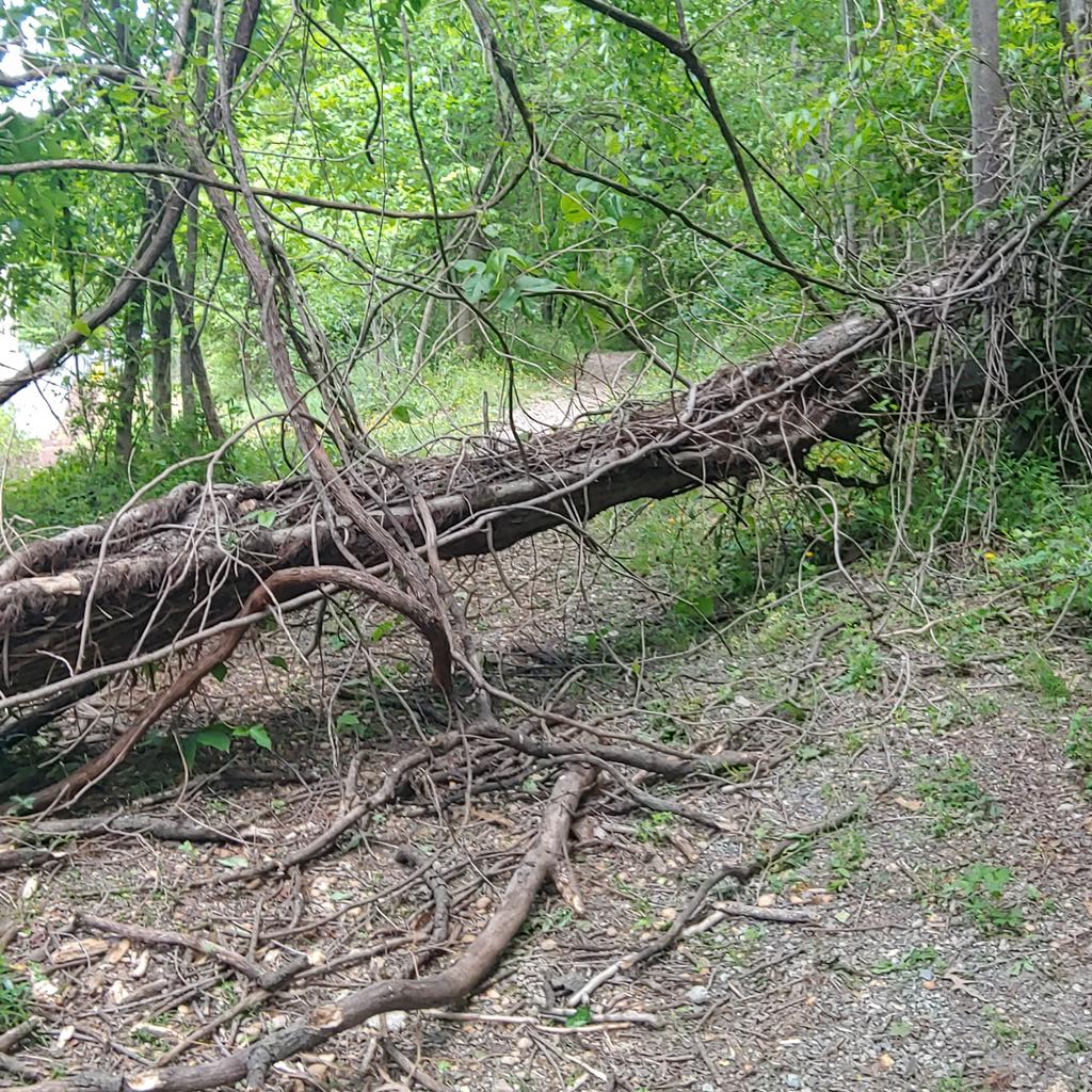 Tree blocking Hiker Biker trail Ft Mahon <a href="/311DCgov/">DC311</a> <a href="/DCDPR/">DC Parks & Recreation #WhereFunHappens</a>.