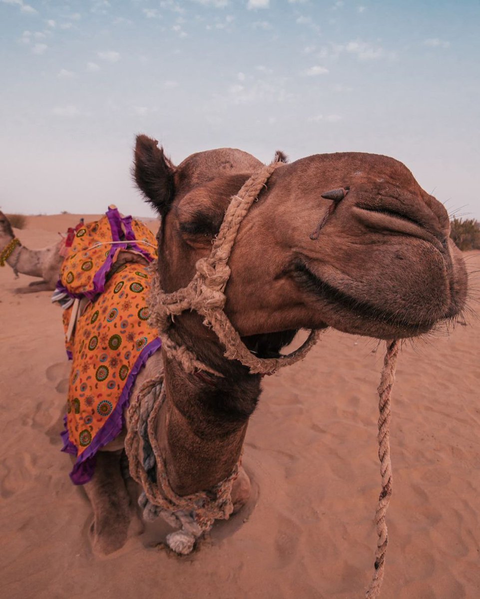 LOVE IN THAR DESERT ❤️ JAISALMER...
To receive complete detailed journey plan!!! leave your email in the comments / DMs
or 
Website: sevenwondertours.com
contact us
E-mail at: sevenwonderagra@gmail.com
#viajar #voyages #indiacomremozzini #voyageninde
#viajes
#BonVoyage4
