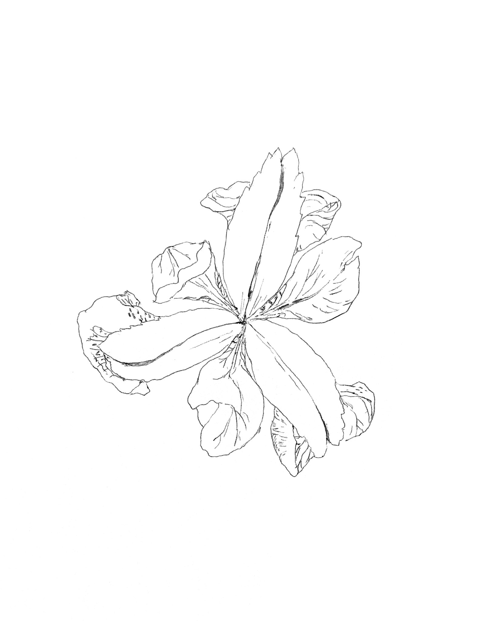 飯島千鶴 イラスト 今日の絵 話を聞くこと 花 イラスト ペン画 ペンイラスト T Co Swrlg2uywo Twitter