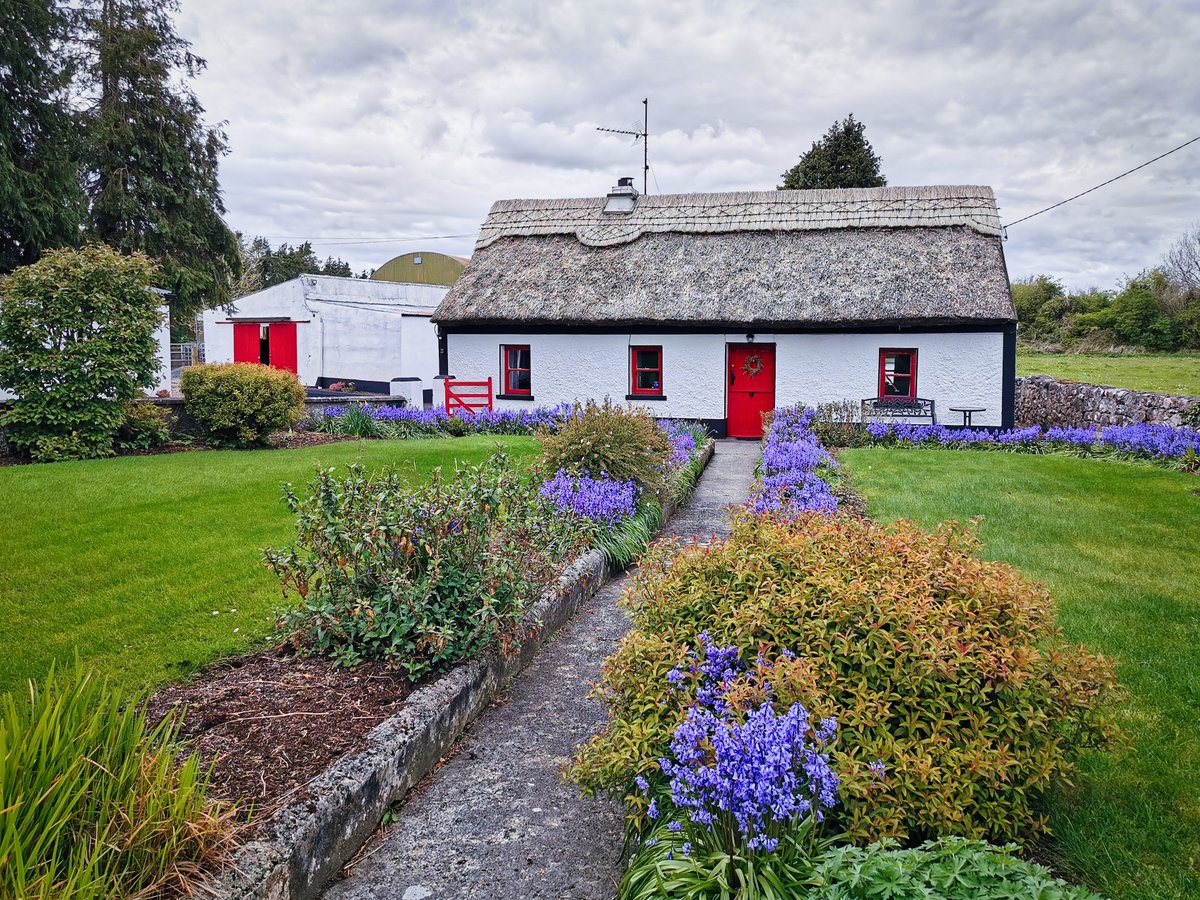 Beautiful thatched cottage with bluebells in full bloom #thatched #thatchedcottage #cottage #Galway @CTribune @galwayad @visit_galway @galwaytourism #loveireland