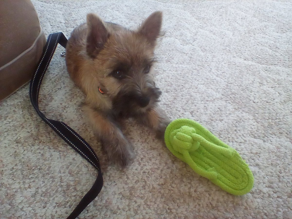 What's up guys? My name is Welly. I'm new here. Would anyone like to follow a sweet Cairn Terrier puppy? 

#dogs #dogsoftwitter #DogsofTwittter