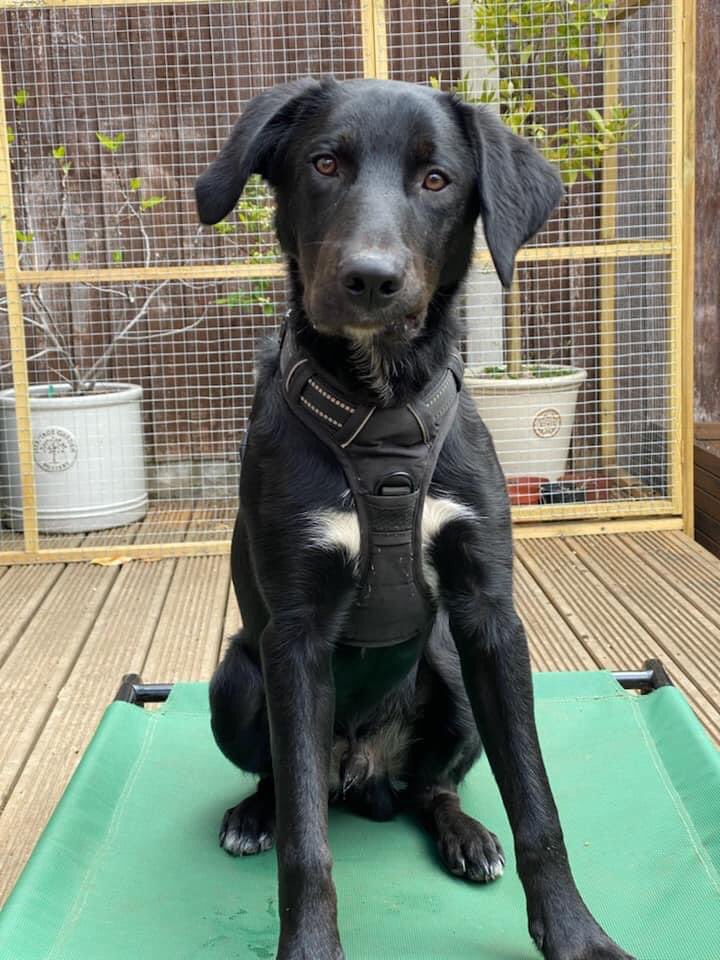 Cooper is a 6mo boy who needs a #foster home, with older children & cat free #pandemicPuppy. #Derby #Nottingham or #Leicester pls apply to yappyeverafter.org.uk #TeamZay 🐾💚